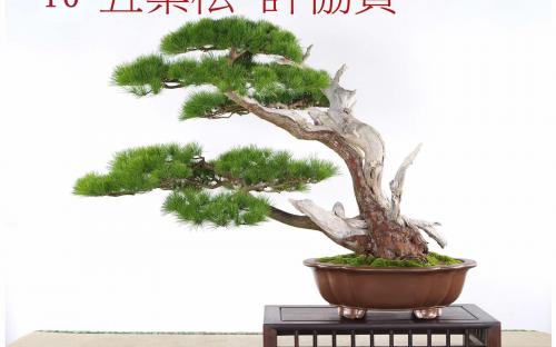 五葉松許協賀| 2025WBFF世界盆栽友好聯盟2025WBC世界盆栽大會