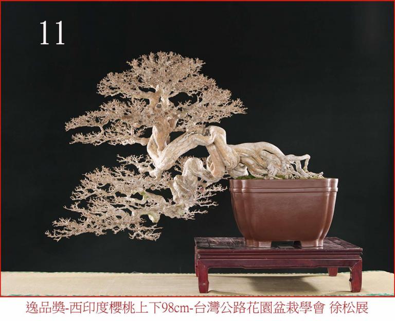 11逸品獎-西印度櫻桃上下98cm-台灣公路花園盆栽學會-徐松展